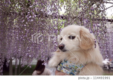 骨波田の藤と犬 114491991