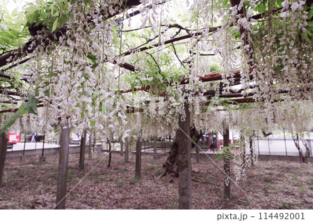 骨波田の藤 114492001