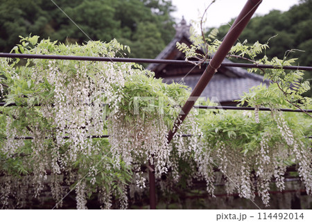 骨波田の藤 骨波田の藤 114492014