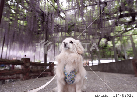 骨波田の藤 114492026