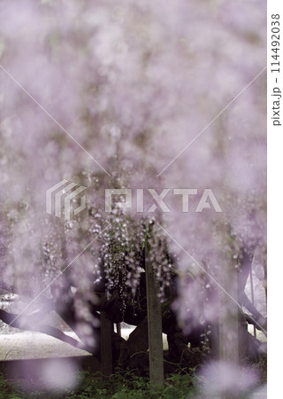 骨波田の藤 骨波田の藤 114492038