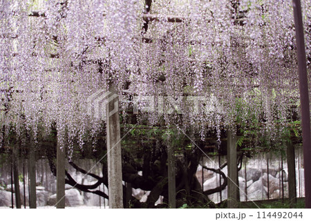 骨波田の藤 骨波田の藤 114492044