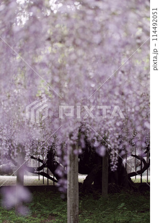 骨波田の藤 骨波田の藤 114492051