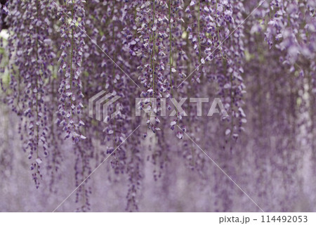 骨波田の藤 骨波田の藤 114492053