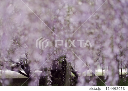 骨波田の藤 114492058