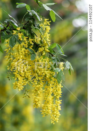 きばな藤 きばな藤 114492107