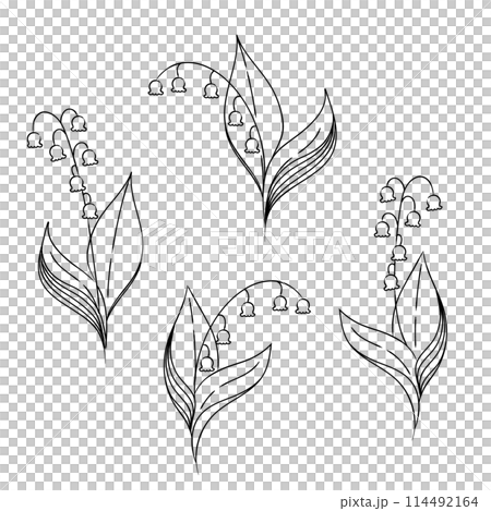 Lily of the valley simple monochrome line drawing illustration set 04 114492164