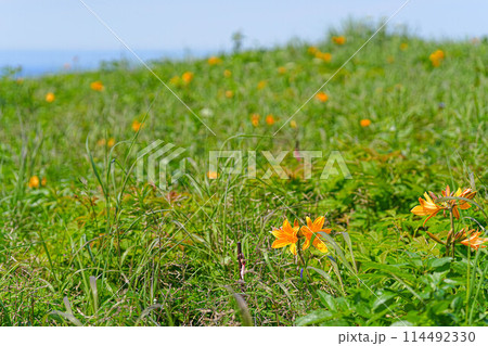 岬巡りコース 岬巡りコース 114492330