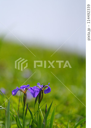 岬巡りコース 岬巡りコース 114492339