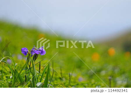 岬巡りコース 114492341