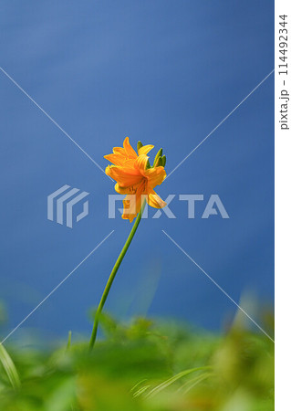 岬巡りコース 114492344