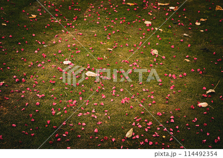 Flower leaves in summer 114492354