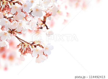 Horizontal banner with sakura flowers of pink color on white backdrop. Beautiful nature spring background with a branch of blooming sakura. Sakura blossoming season in Japan 114492413