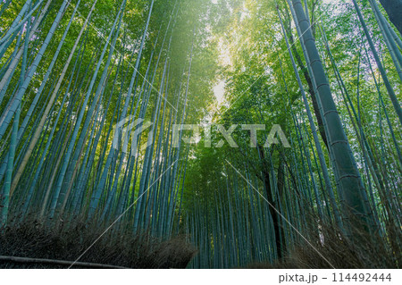 京都 嵐山竹林の小径 114492444
