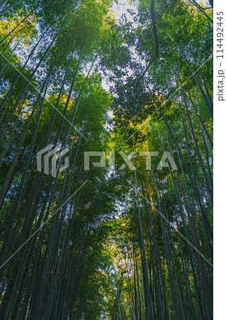 京都 嵐山竹林の小径 京都 嵐山竹林の小径 114492445