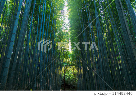 京都 嵐山竹林の小径 114492446