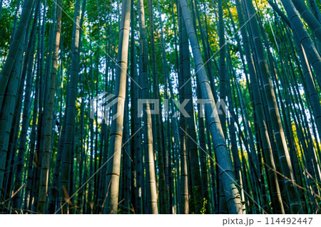 京都 嵐山竹林の小径 京都 嵐山竹林の小径 114492447