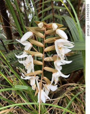 マレーシアのキナバル山で見た高山植物 114492656