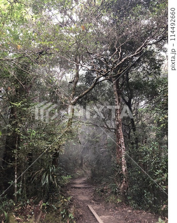 マレーシアのキナバル山の登山道 114492660
