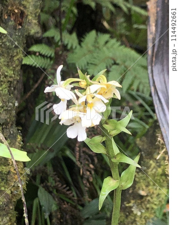 マレーシアのキナバル山で見た植物 114492661