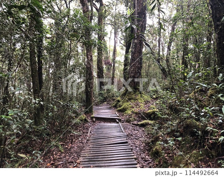 マレーシアのキナバル山の登山道 114492664