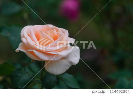Beautiful Milky Orange Pink Rose Flower on Blurred Dark Green Grass in Garden 114492894