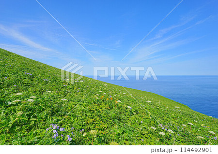 岬巡りコース 114492901