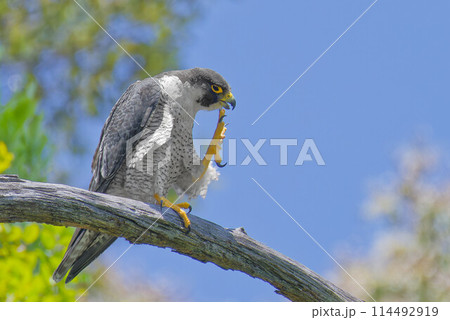 木の枝で気持ちよさそうに頭を搔くハヤブサ成鳥 木の枝で気持ちよさそうに頭を搔くハヤブサ成鳥 114492919
