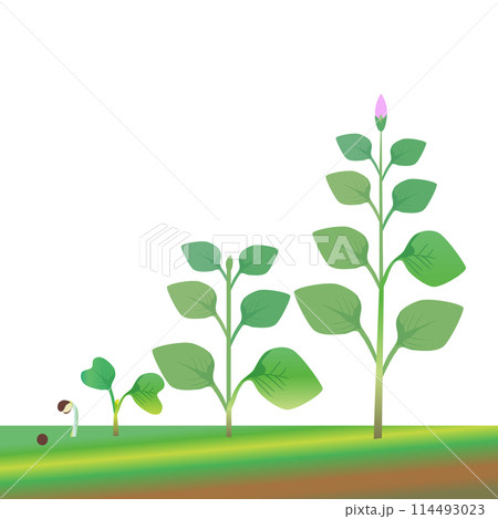 植物の成長 114493023