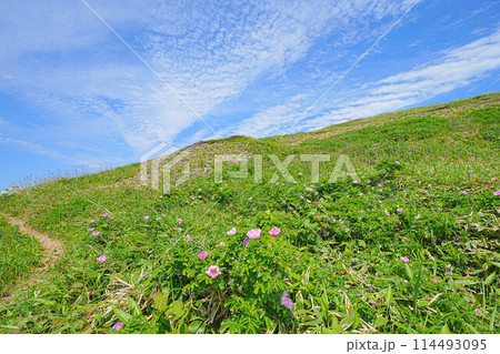 岬巡りコース 114493095