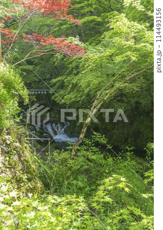 京都 貴船の川床 新緑の季節 京都 貴船の川床 新緑の季節 114493156