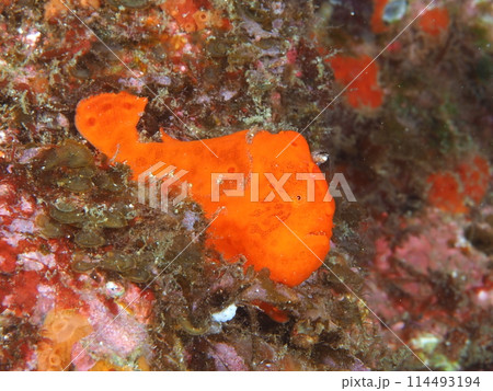 イロカエルアンコウ イロカエルアンコウ 114493194