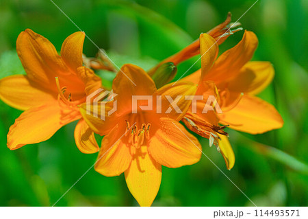 岬巡りコース 114493571