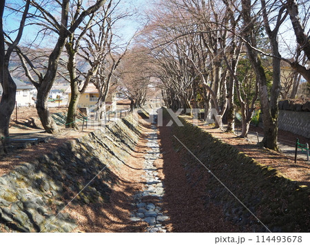水の無い水路と葉が落ちたモミジの木 水の無い水路と葉が落ちたモミジの木 114493678