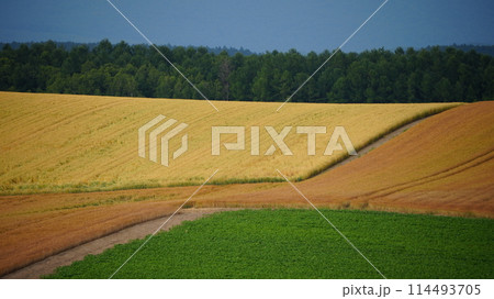 富良野の風景 114493705