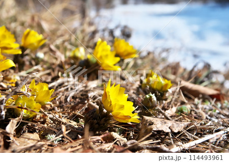 フクジュソウ　福寿草 114493961