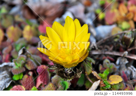 フクジュソウ　福寿草 114493996