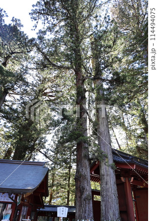 夫婦杉 夫婦杉 114494075