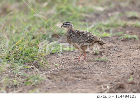 カミナガシャコ カミナガシャコ 114494125