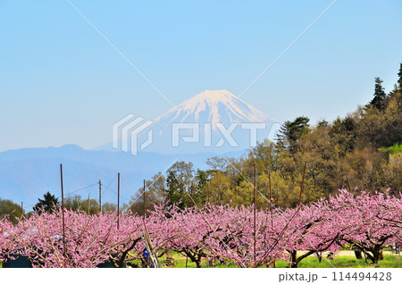桃の花　桃園と富士山 114494428