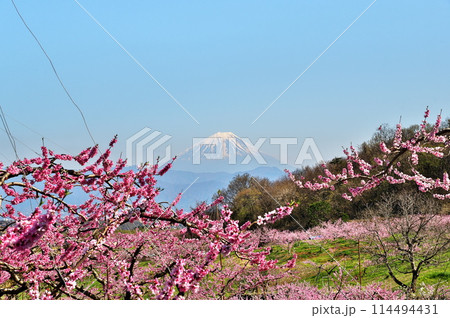 桃の花　桃園と富士山 114494431