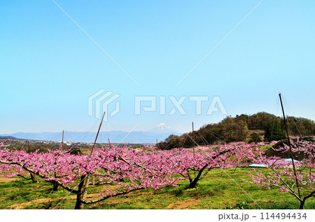 桃の花　桃園と富士山 114494434
