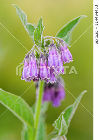 ヒレハリソウ 114494453