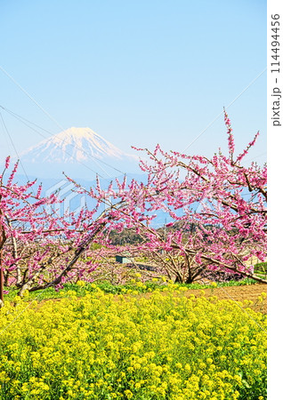 桃の花　桃園と富士山 114494456