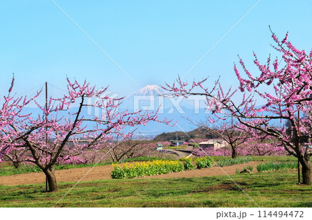 桃の花　桃園と富士山 114494472