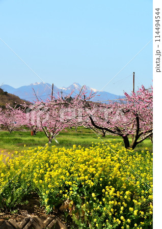 桃の花と南アルプス 114494544