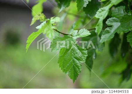 初夏のクワ（桑）の若葉 114494553