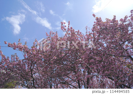 日本、神奈川県、横浜市の菊名桜山公園の八重桜重桜、桜、里桜、サトザクラ、菊名、菊名桜山公園、公園、横 114494585
