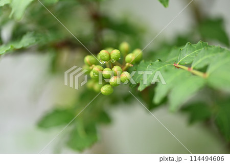 サンショウ(山椒)の青い実 サンショウ(山椒)の青い実 114494606