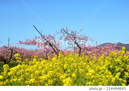 モモの花と菜の花 114494693